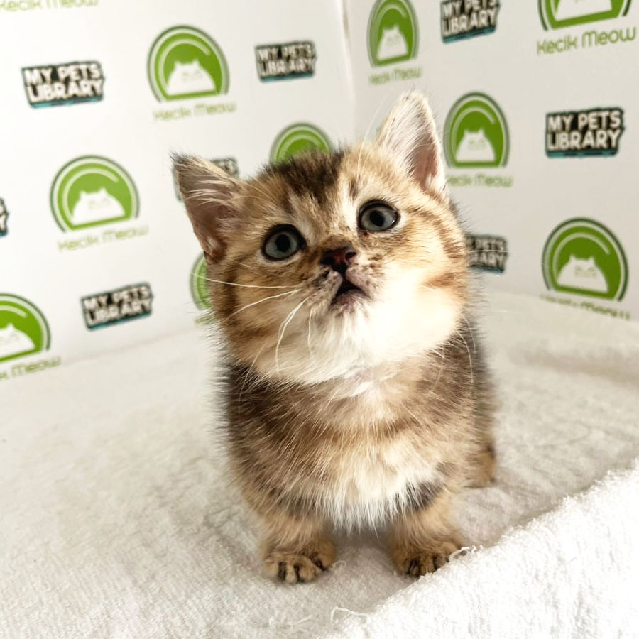 Munchkin Kitten (Male) For Sale