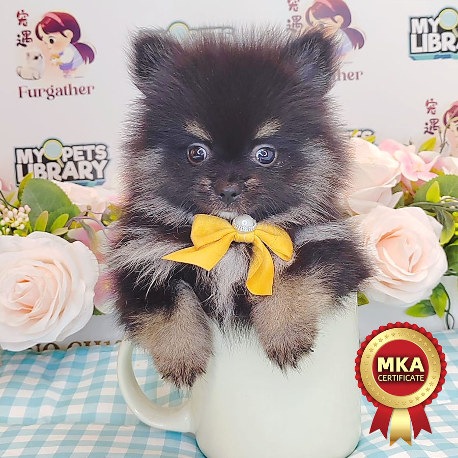 MKA Tiny Pomeranian Puppy (Male) For Sale
