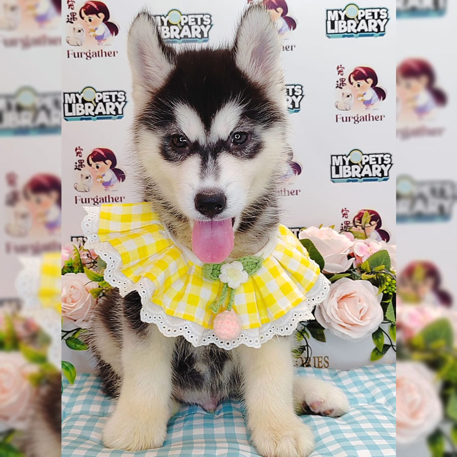 Wooly Husky Puppy (Male) For Sale