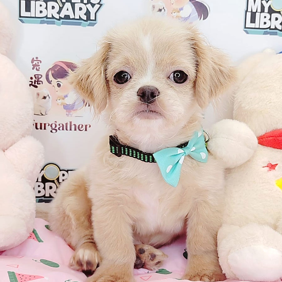 Peekapoo Puppy (Male) For Sale