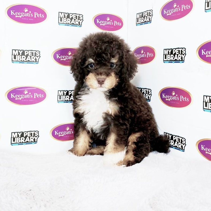 Toy Poodle Puppy (Male) For Sale