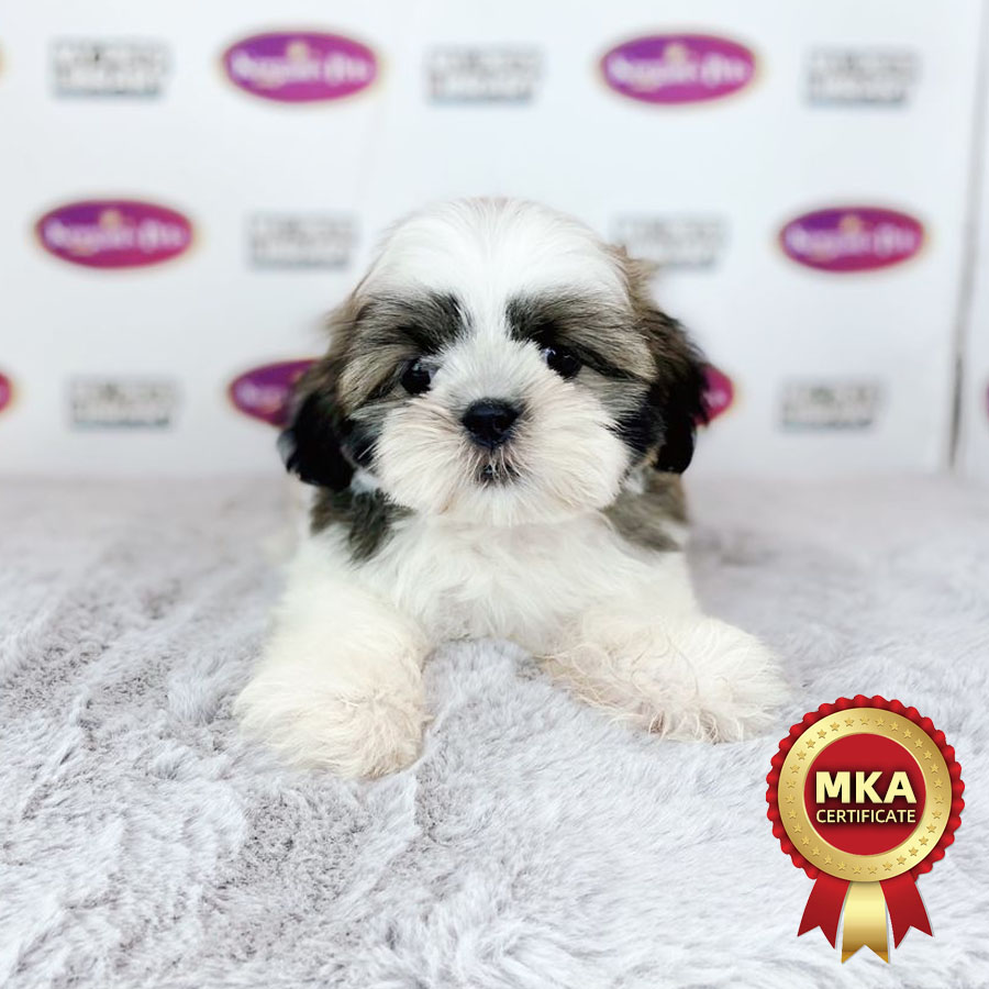 MKA Shih Tzu Puppy (Female) For Sale