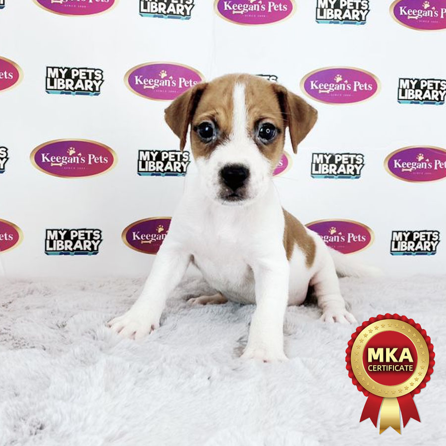 MKA Jack Russell Puppy (Male) For Sale