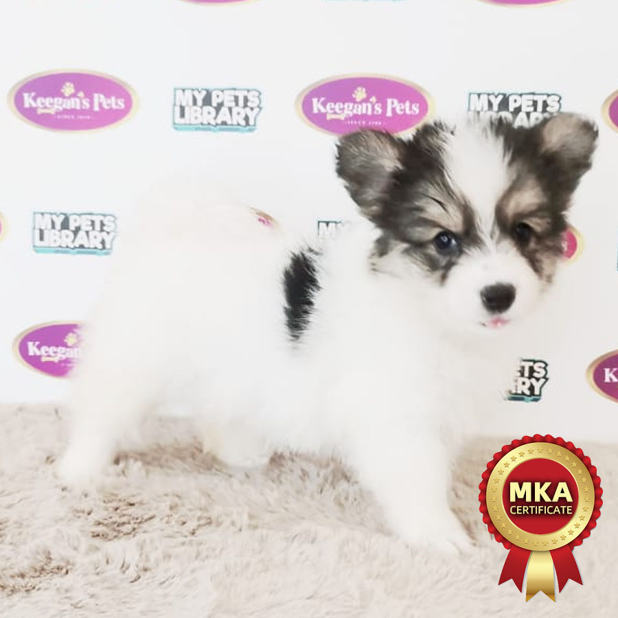 MKA Longcoat Welsh Corgi Puppy (Female) For Sale