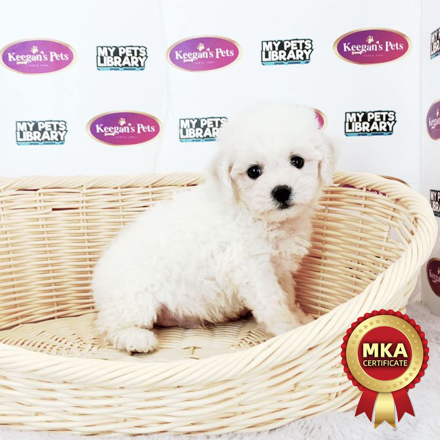 MKA Bichon Frise Puppy (Male) For Sale