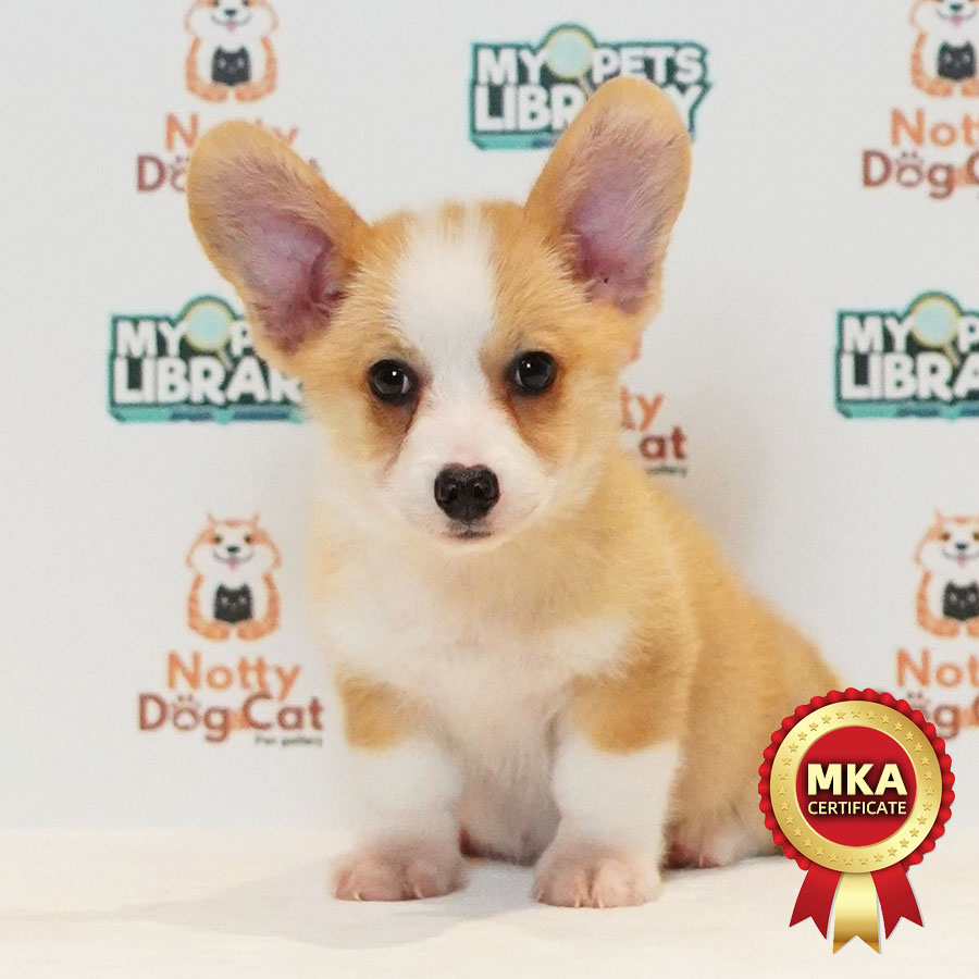 MKA Welsh Corgi Puppy (Male) For Sale