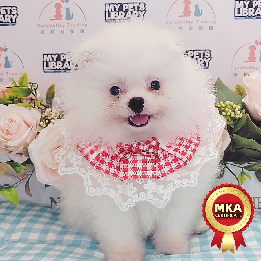 MKA Pomeranian Puppy (Male) For Sale