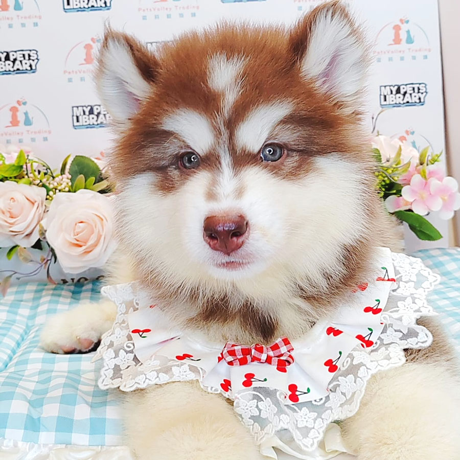 Wooly Husky Puppy (Female) For Sale