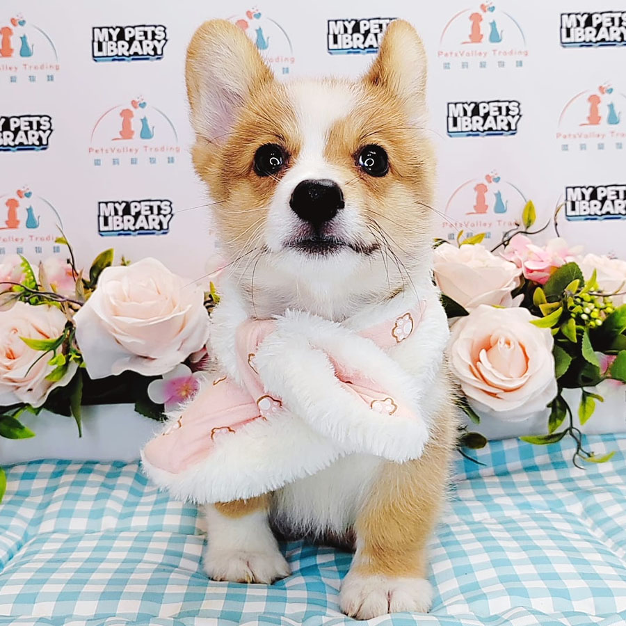 Welsh Corgi Puppy (Male) For Sale