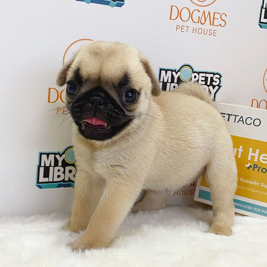 Pug Puppy (Female) For Sale