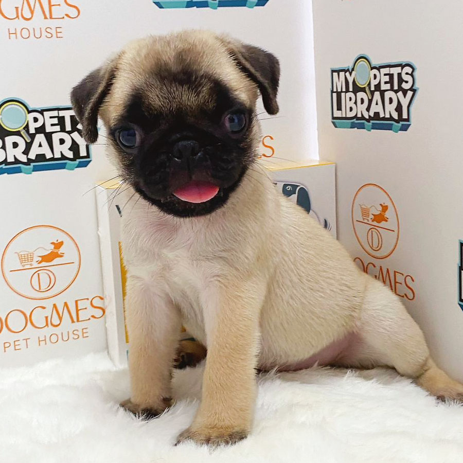Pug Puppy (Male) For Sale