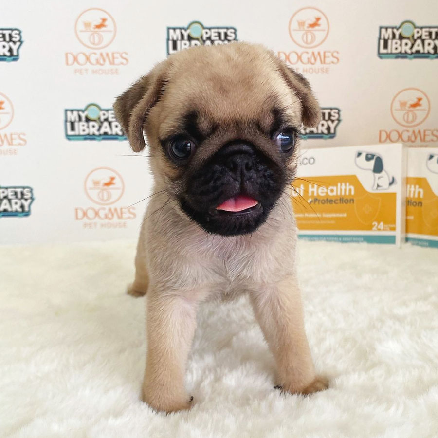 Pug Puppy (Male) For Sale