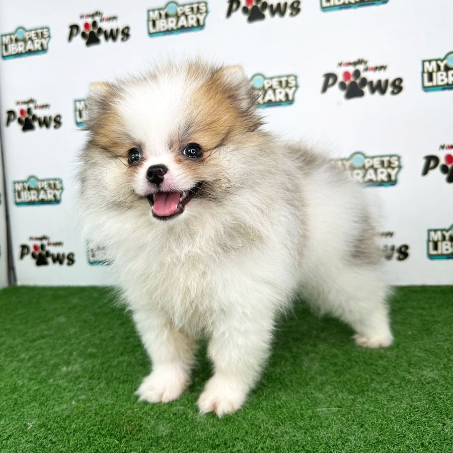 Pomeranian Puppy (Female) For Sale