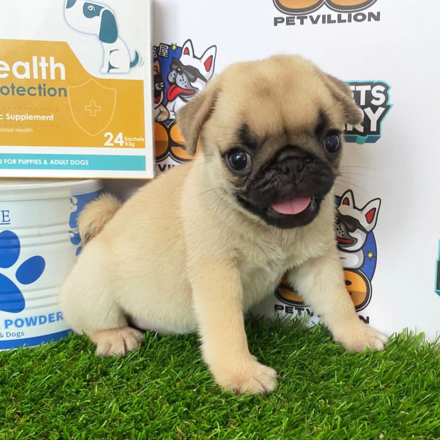 Pug Puppy (Female) For Sale