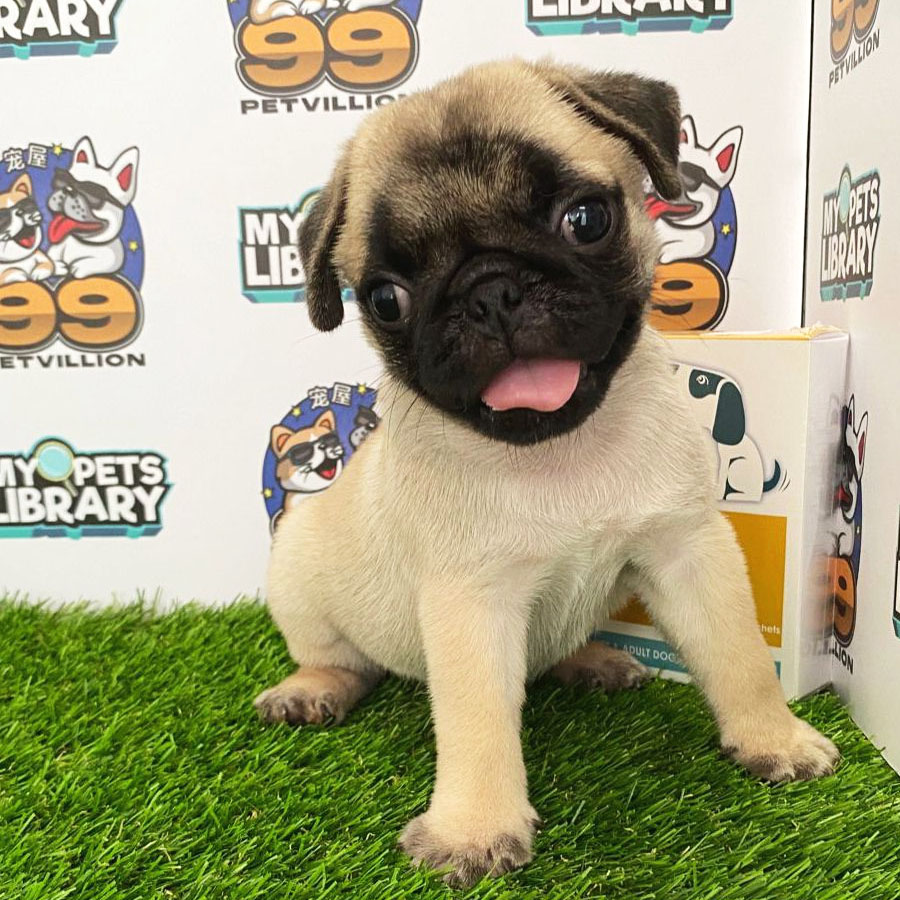 Pug Puppy (Male) For Sale