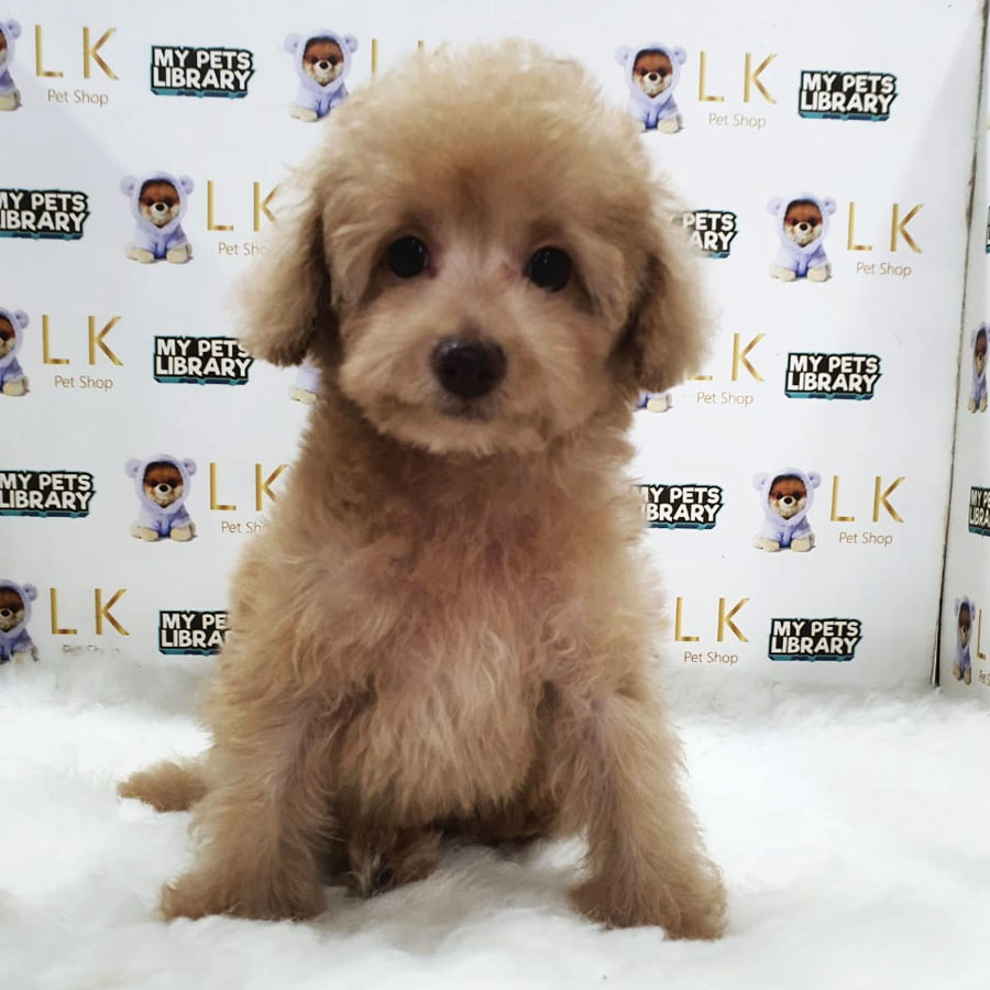 Toy Poodle Puppy (Female) For Sale