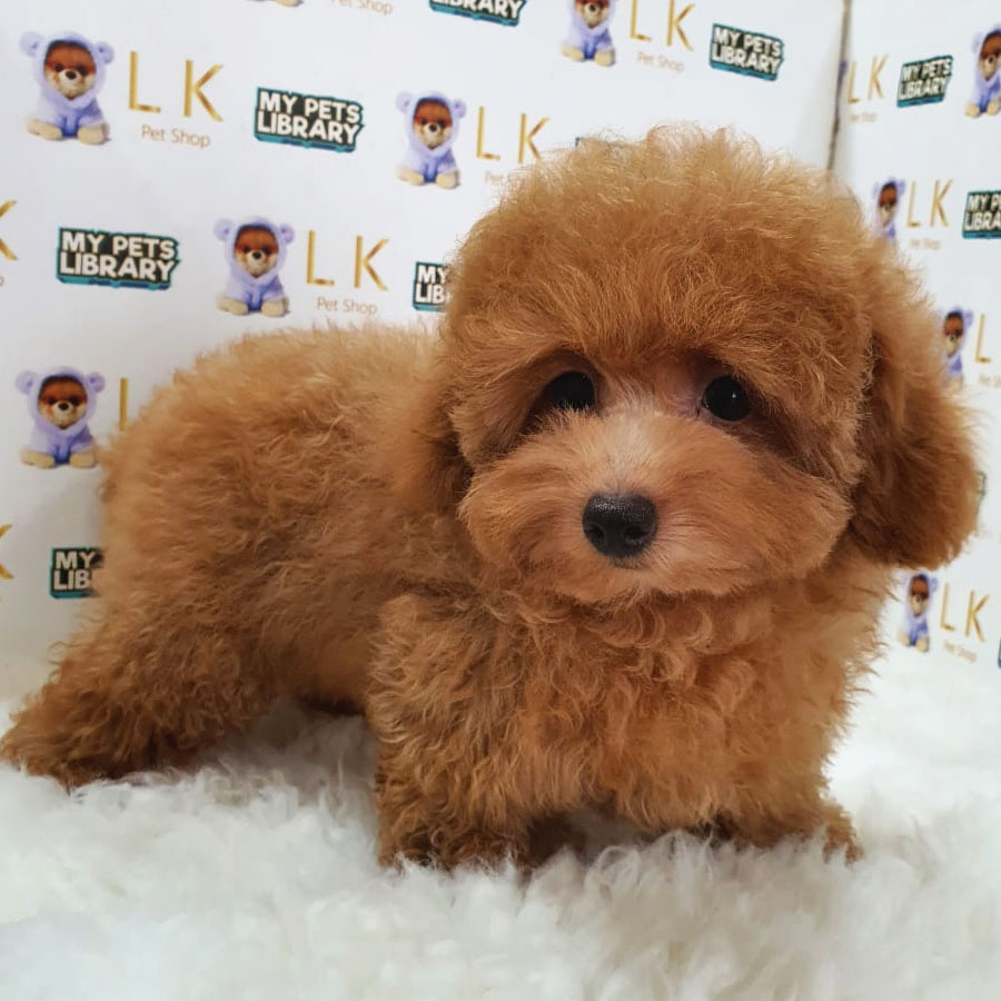 Toy Poodle Puppy (Female) For Sale