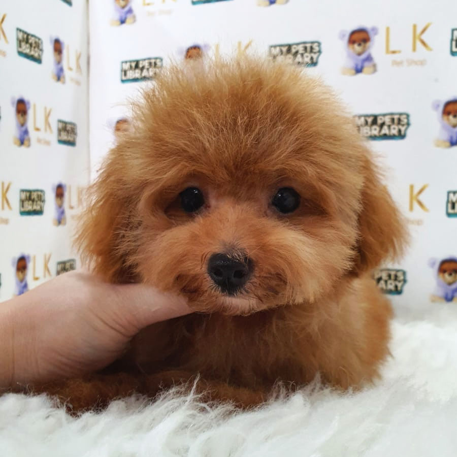 Maltipoo Puppy (Female) For Sale