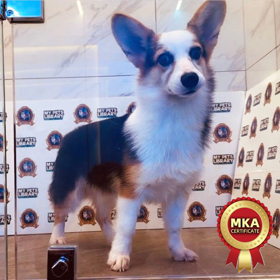 MKA Welsh Corgi Puppy (Male) For Sale