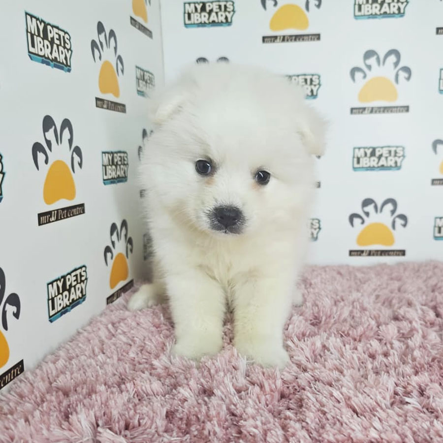 Pomeranian Puppy (Female) For Sale