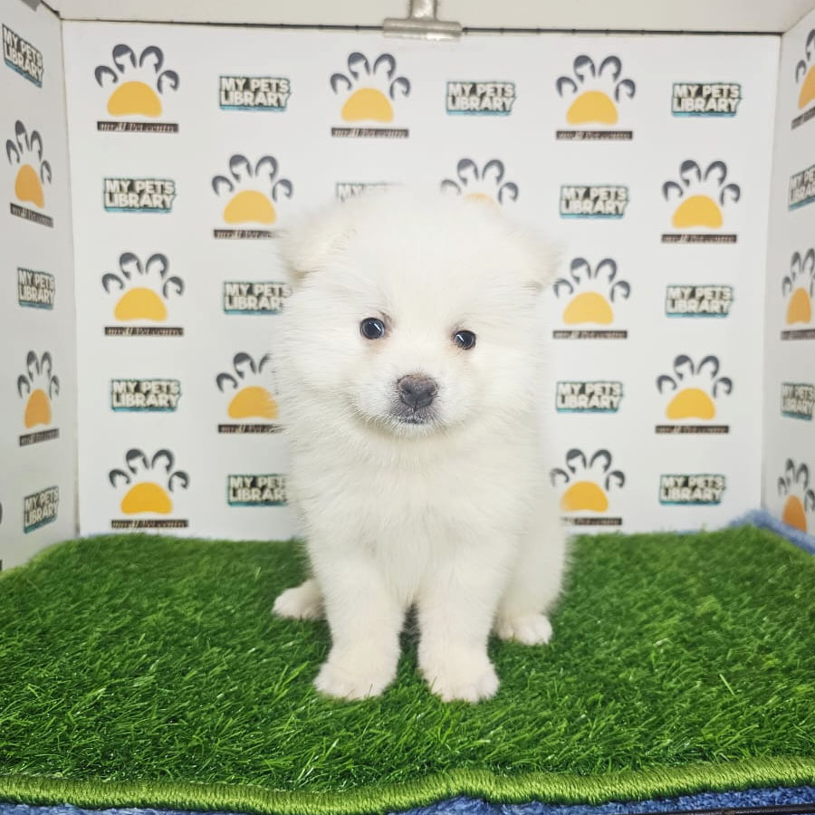 Pomeranian Puppy (Male) For Sale
