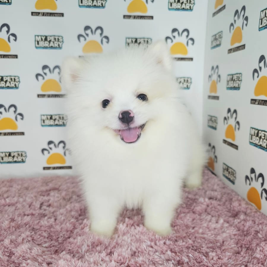 Tiny Pomeranian Puppy (Female) For Sale