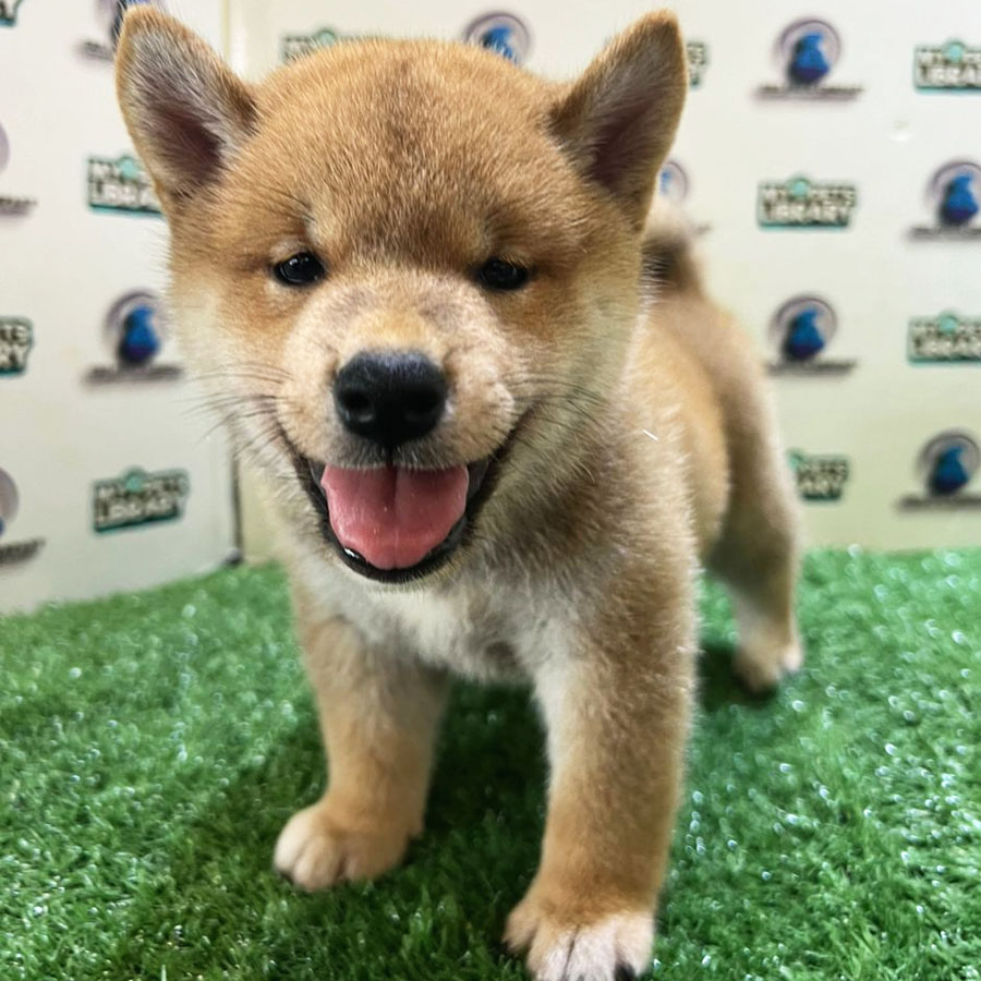 Shiba Inu Puppy (Male) For Sale