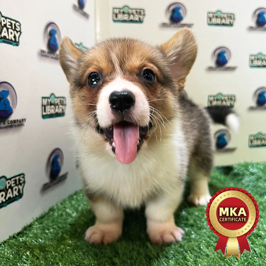 MKA Welsh Corgi Puppy (Male) For Sale
