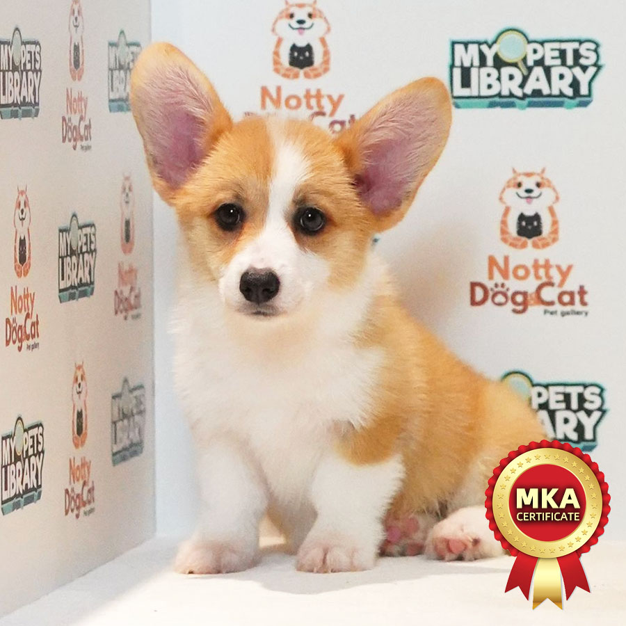 MKA Welsh Corgi Puppy (Female) For Sale