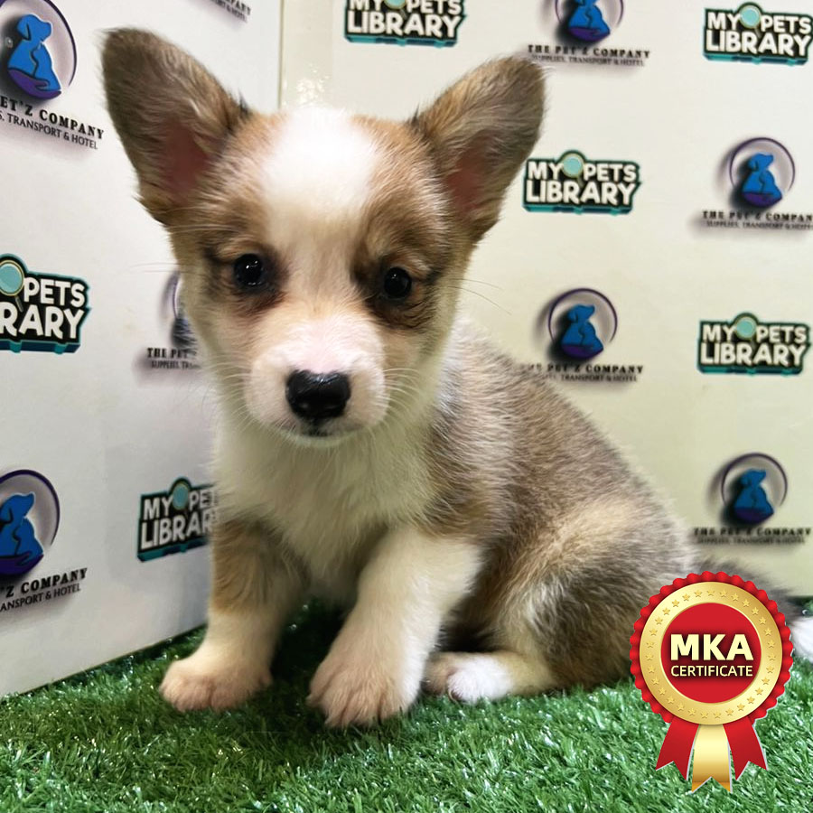 MKA Welsh Corgi Puppy (Female) For Sale