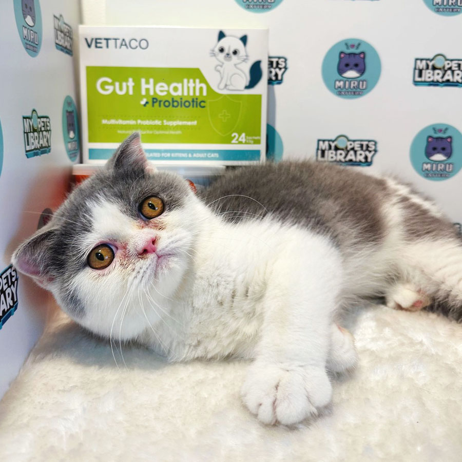Scottishfold Kitten (Male) For Sale