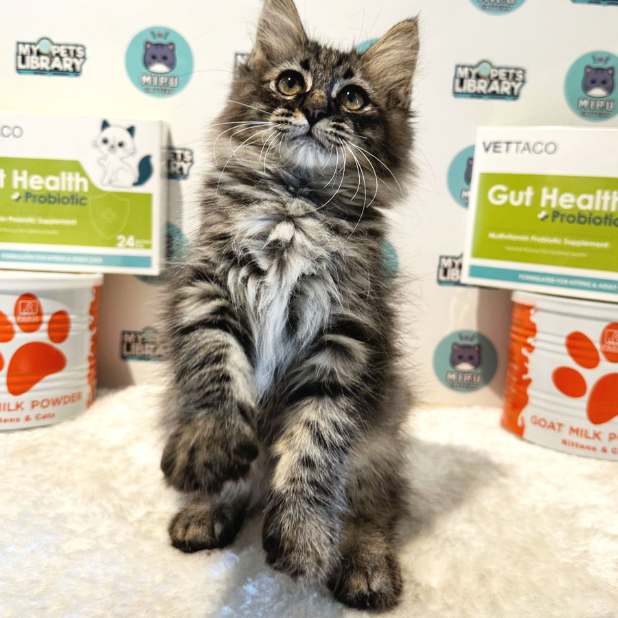 Maine Coon Persian Kitten (Male) For Sale