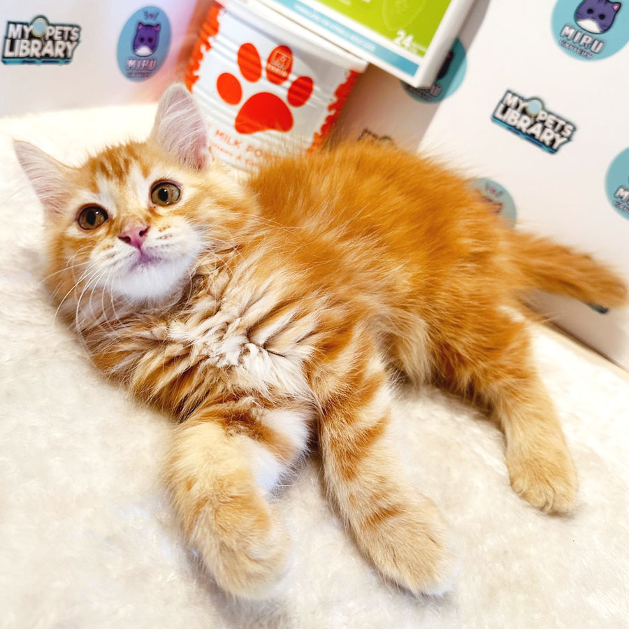 Maine Coon Persian Kitten (Female) For Sale