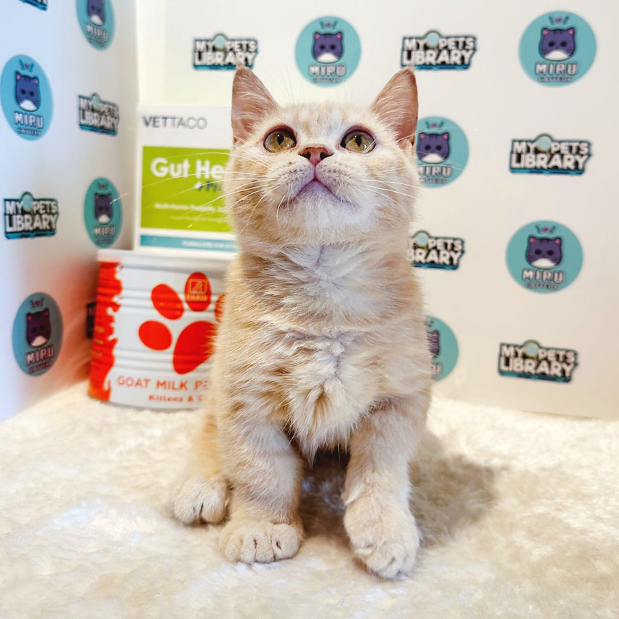 Munchkin British Shorthair Kitten (Male) For Sale