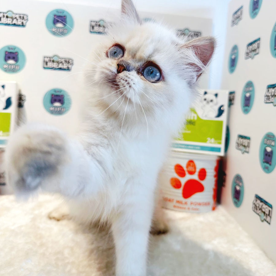 Himalayan Persian Kitten (Female) For Sale
