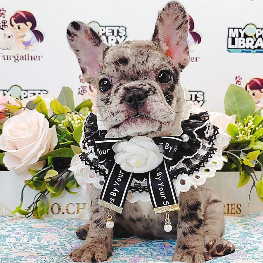 French Bulldog Puppy (Female) For Sale