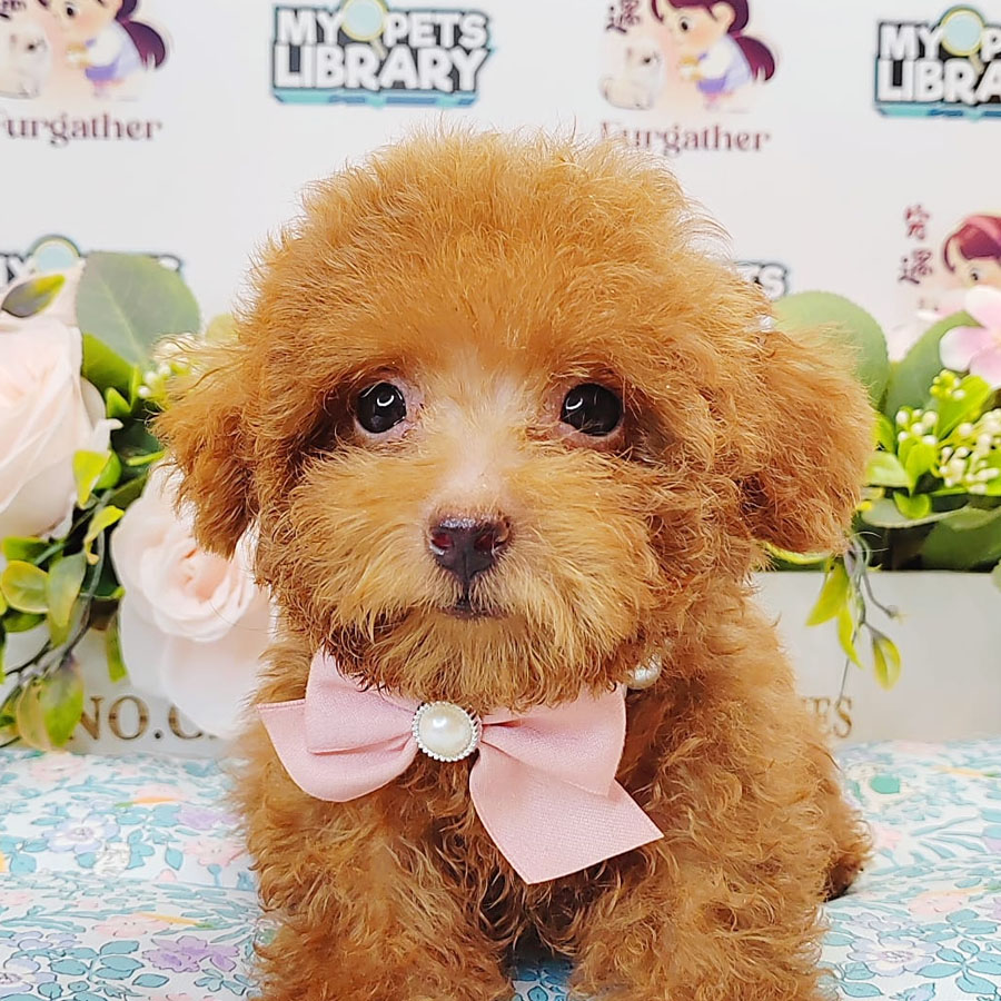 Tiny Poodle Puppy (Male) For Sale