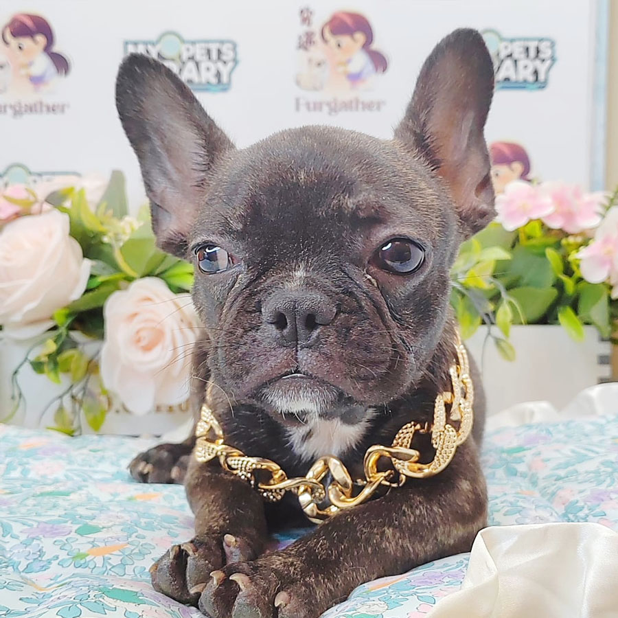 French Bulldog Puppy (Male) For Sale