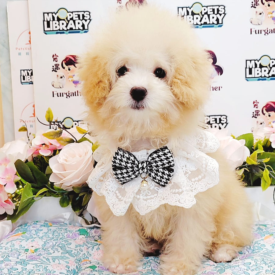 Maltipoo Puppy (Female) For Sale