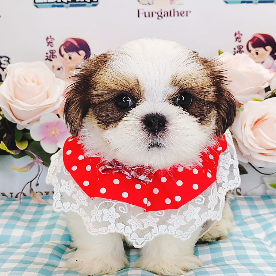 Shih Tzu Puppy (Male) For Sale