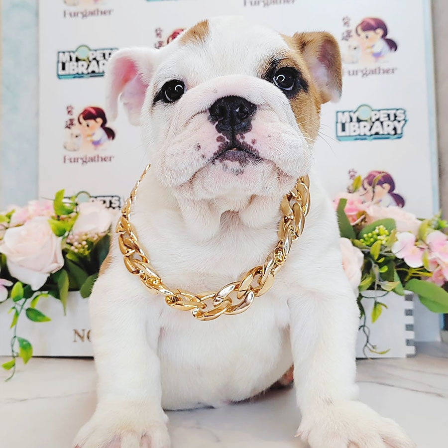 English Bulldog Puppy (Male) For Sale