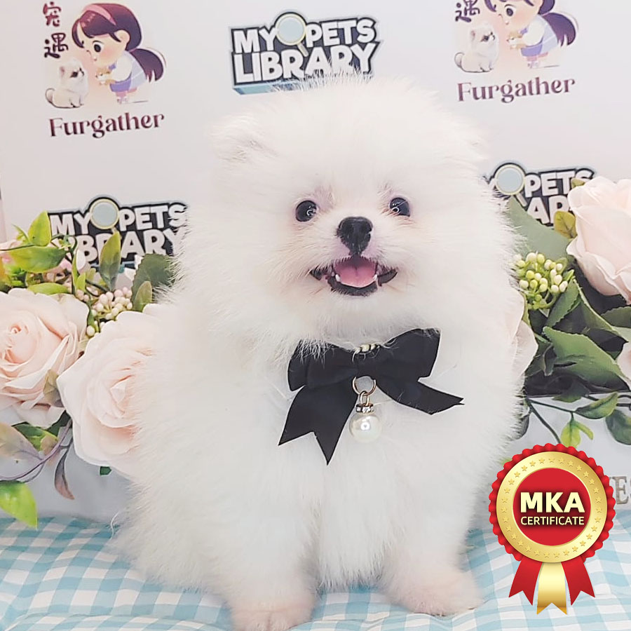 MKA Tiny Pomeranian Puppy (Male) For Sale