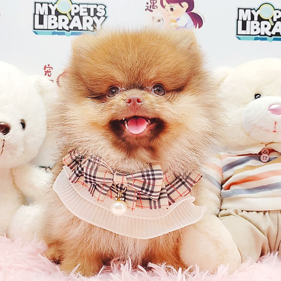 Pomeranian Puppy (Female) For Sale