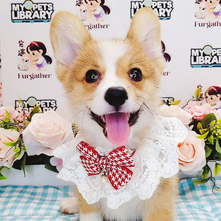 Welsh Corgi Puppy (Male) For Sale