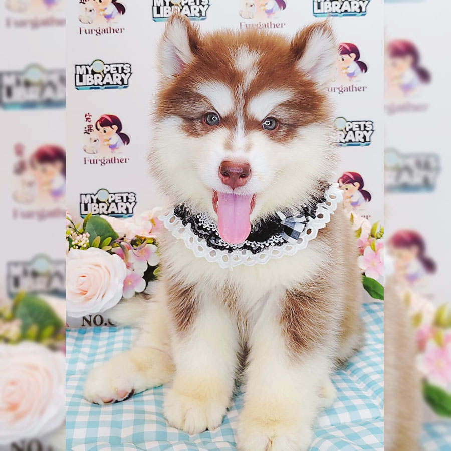 Wooly Husky Puppy (Female) For Sale