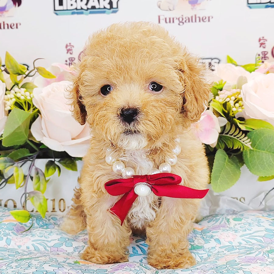 Teacup Poodle Puppy (Female) For Sale
