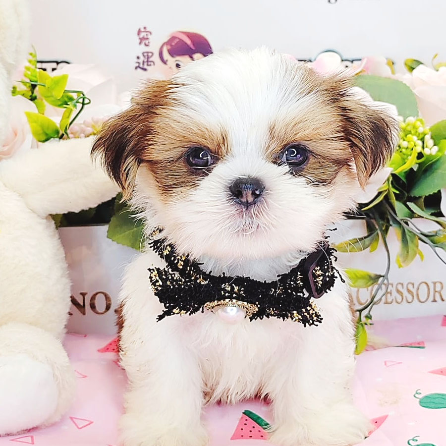 Shih Tzu Puppy (Male) For Sale