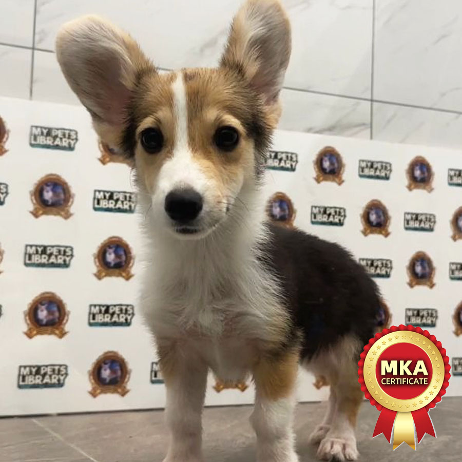 MKA Welsh Corgi Puppy (Male) For Sale
