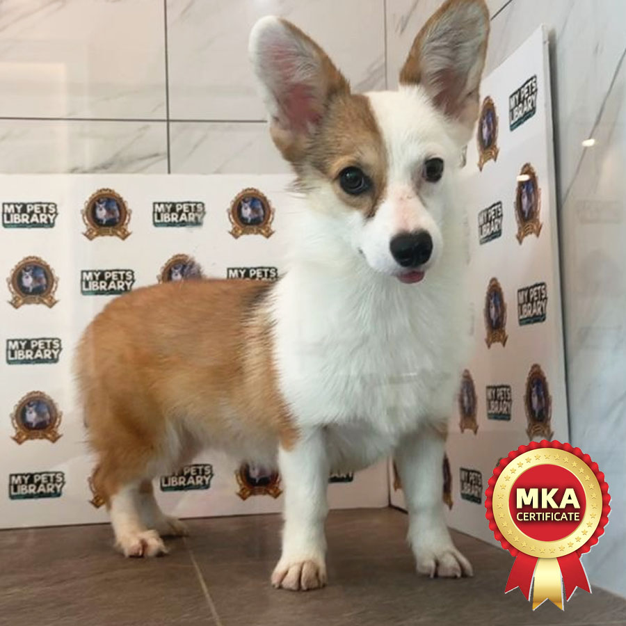 MKA Welsh Corgi Puppy (Female) For Sale