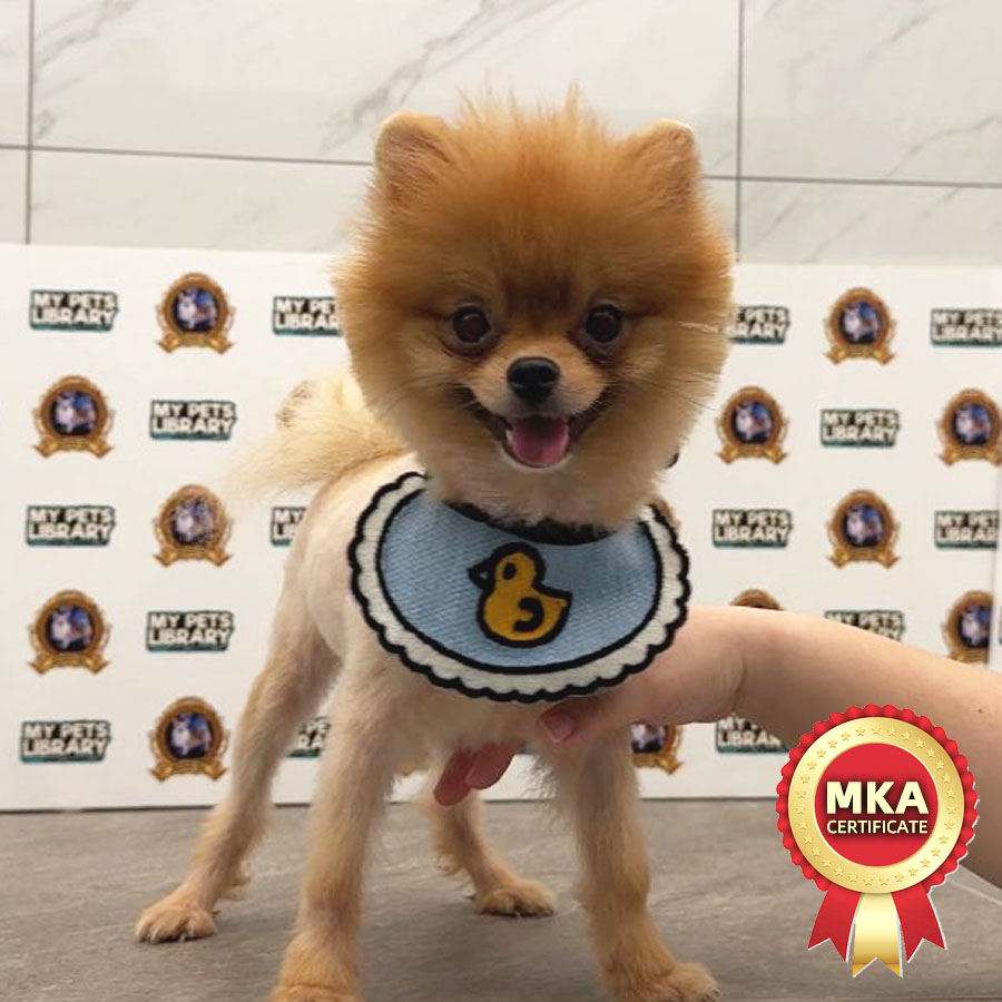 MKA Pomeranian Puppy (Female) For Sale